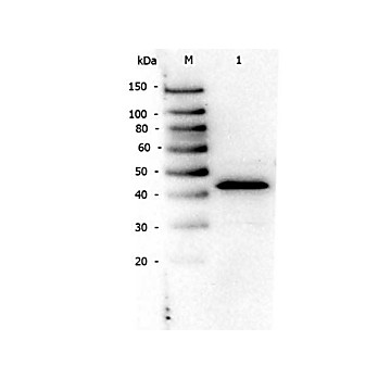 Anti-PPAR alpha (N-terminal specific) (RABBIT) Antibody, 25µL, Liquid (sterile filtered)