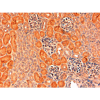 Anti-Mouse DELTA-1 (RABBIT) Antibody, 100µg, Liquid (sterile filtered)