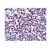 Anti-CREB pS133 (RABBIT) Antibody, 100µL, Liquid (sterile filtered)