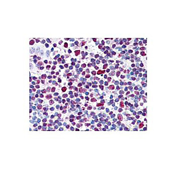 Anti-CREB pS133 (RABBIT) Antibody, 100µL, Liquid (sterile filtered)
