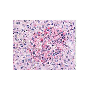 Anti-Human SGK-1 (Rabbit), 500µg, Liquid (sterile filtered)