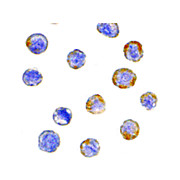 Anti-GFR alpha 2 (RABBIT) Antibody, 100µg, Liquid (sterile filtered)