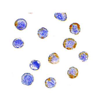 Anti-GFR alpha 2 (RABBIT) Antibody, 100µg, Liquid (sterile filtered)