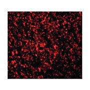 Anti-ARMER (RABBIT) Antibody, 100µg, Liquid (sterile filtered)