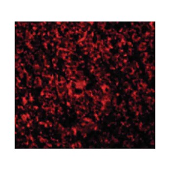 Anti-ARMER (RABBIT) Antibody, 100µg, Liquid (sterile filtered)
