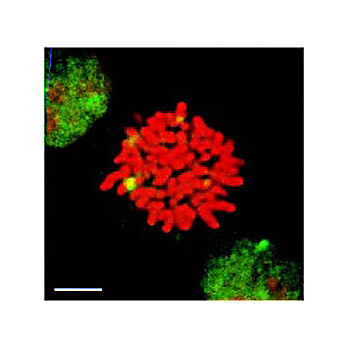 HSF1 Antibody [10H8] 100µg
