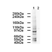 Anti-AP1G1 (GOAT) Antibody, 100µg, Liquid (sterile filtered)