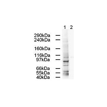 Anti-AP1G1 (GOAT) Antibody, 100µg, Liquid (sterile filtered)