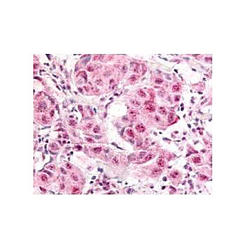 Anti-E2F-1 pS364 (RABBIT) Antibody, 100µg, Liquid (sterile filtered)