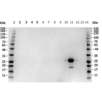 Anti-GFP (GOAT) Antibody Peroxidase Conjugated, 1mg, Lyophilized