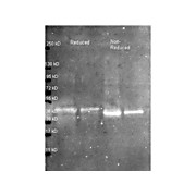 Anti-OVALBUMIN (Hen Egg White) (RABBIT) Antibody Biotin Conjugated, 25µL,  Liquid (sterile filtered)