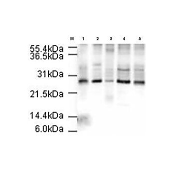 APC10 nterm Antibody 100µg