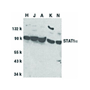 Anti-STAT1 alpha (RABBIT) Antibody, 100µg, Liquid (sterile filtered)