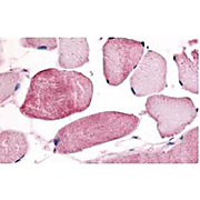Anti-Cyclin L1/L2 (isoform 2) [RABBIT] Antibody, 500µg, Lyophilized