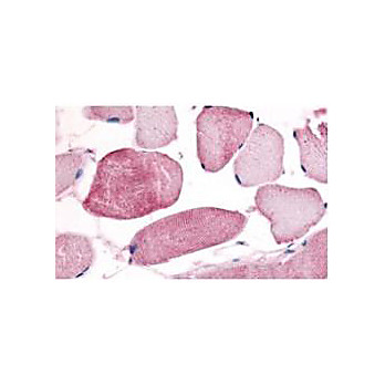 Anti-Cyclin L1/L2 (isoform 2) [RABBIT] Antibody, 500µg, Lyophilized