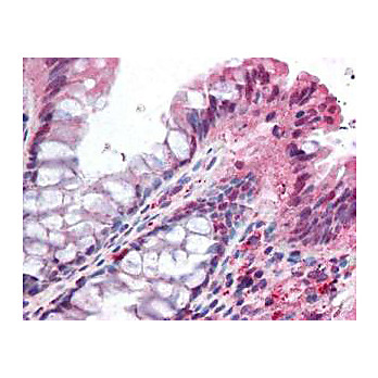 Anti-NOXO1 (RABBIT) Antibody, 100µg, Liquid (sterile filtered)