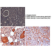 Anti-Nestin (RABBIT) Antibody, 25µL, Liquid (sterile filtered)