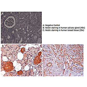 Anti-Nestin (RABBIT) Antibody, 25µL, Liquid (sterile filtered)