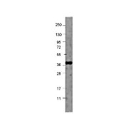 Anti-NAG-1 (RABBIT) Antibody, 100µg, Liquid (sterile filtered)