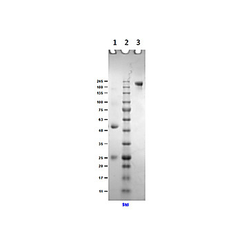 Anti-MOUSE IgG (H&L) (GOAT) Antibody, 50mg, Lyophilized