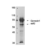 Cenexin-1 Antibody protein 100µg