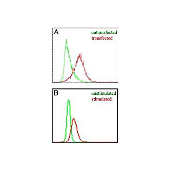 Anti-Mouse EBI-3 (RAT) Biotin Conjugated Monoclonal Antibody, 100µg, Lyophilized