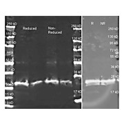 Anti-GST (GOAT) Antibody Alkaline Phosphatase Conjugated, 1mg, Liquid (sterile filtered)
