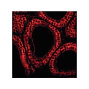 Anti-BCL-G (RABBIT) Antibody, 100µg, Liquid (sterile filtered)