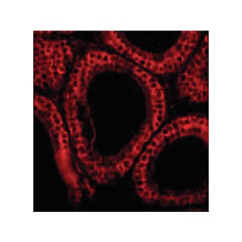 Anti-BCL-G (RABBIT) Antibody, 100µg, Liquid (sterile filtered)