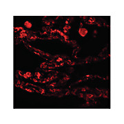 Anti-CCDC69 (CHICKEN) Antibody, 100µg, Liquid (sterile filtered)