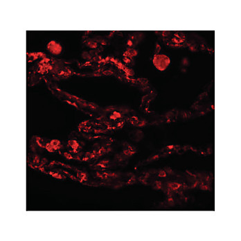 Anti-CCDC69 (CHICKEN) Antibody, 100µg, Liquid (sterile filtered)