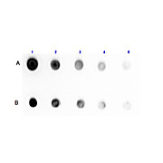 Anti-PROTEIN G (RABBIT) Antibody Biotin Conjugated, 100µg, Lyophilized