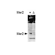 Anti-Mer2 pS30 (RABBIT) Antibody, 100µg, Liquid (sterile filtered)