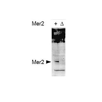 Anti-Mer2 pS30 (RABBIT) Antibody, 100µg, Liquid (sterile filtered)