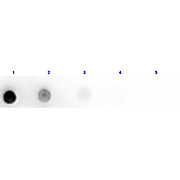 Anti-HORSE IgM mu chain (RABBIT) Antibody Peroxidase Conjugated, 20mg, Lyophilized