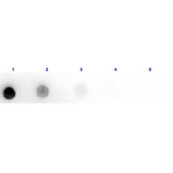 Anti-HORSE IgM mu chain (RABBIT) Antibody Peroxidase Conjugated, 20mg, Lyophilized