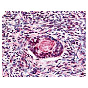Anti-GSK3 beta pS9 (RABBIT) Antibody, 100µg, Liquid (sterile filtered)