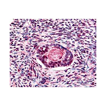 Anti-GSK3 beta pS9 (RABBIT) Antibody, 100µg, Liquid (sterile filtered)