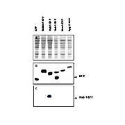 Anti-Urm1 (RABBIT) Antibody, 500µg, Lyophilized