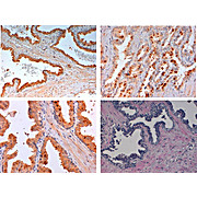Anti-SLIT-2 (RABBIT) Antibody, 100µg, Liquid (sterile filtered)