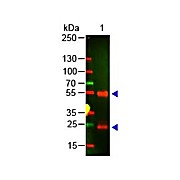 Anti-SWINE IgG (H&L) (RABBIT) Antibody, 50mg, Lyophilized