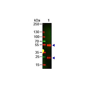 Anti-SWINE IgG (H&L) (RABBIT) Antibody, 50mg, Lyophilized