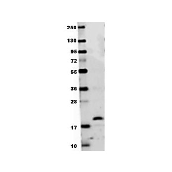 Anti-Mouse RANK-L (RABBIT) Antibody, 100µg, Lyophilized