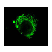 Lamp2 Antibody [GL2A7] 100µg