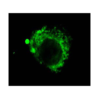 Lamp2 Antibody [GL2A7] 100µg