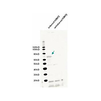 Anti-L1/ORF2 (CHICKEN) Antibody, 25µL, Liquid (sterile filtered)