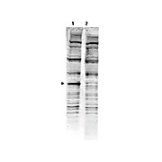 Anti-PACRG (RABBIT) Antibody, 100µg, Liquid (sterile filtered)
