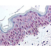 Anti-HMGN pS20/pS24 (RABBIT) Antibody, 100µg, Liquid (sterile filtered)