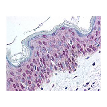 Anti-HMGN pS20/pS24 (RABBIT) Antibody, 100µg, Liquid (sterile filtered)