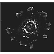 Anti-Asap1 (RABBIT) Antibody, 100µg, Liquid (sterile filtered)